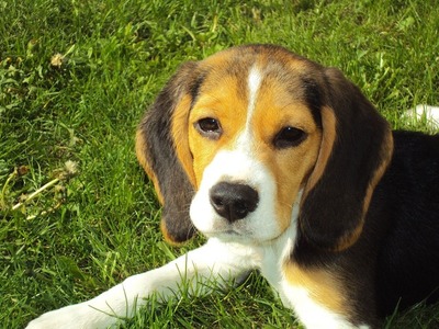 A imagem mostra um cãozinho da raça beagle deitado sobre um gramado.