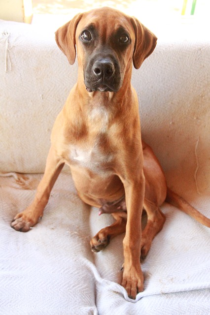 A imagem mostra um cachorro da raça fila brasileiro sentado em um sofá branco.