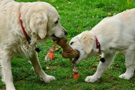 A imagem mostra dois cachorros da golden retriever brincando com um ossinho de brinquedo.