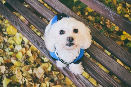 A imagem mostra um cachorrinho da raça maltês sentado em um banco de madeira, super estiloso com uma roupinha azul.