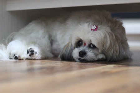 A imagem mostra um cãozinho shih tzu deitado embaixo de uma cadeira, com um enfeite cor de rosa da cabeça.