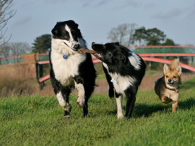 A imagem mostra dois cachorros da raça border-collie brincando com um graveto, enquanto um cachorrinho pequeno de raça não definida corre sorridente ao lado deles.