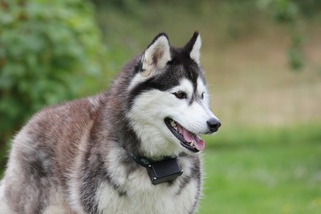 A imagem mostra um husky siberiano em um jardim.