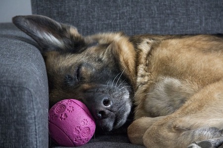 A imagem mostra um cachorro da raça pastor alemão deitado em um sofá, dormindo enquanto abraça uma bolinha rosa.