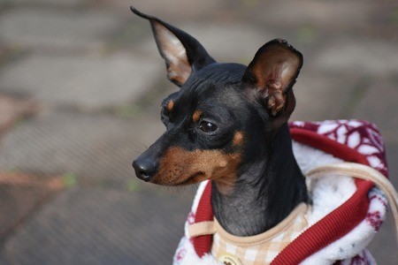 A imagem mostra um cachorrinho pinscher super estiloso com um moletom vermelho e branco.