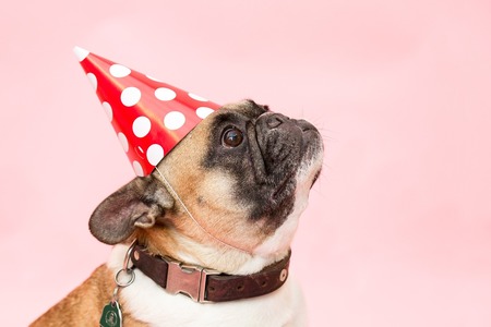A imagem mostra um cãozinho da raça pug com um chapeuzinho vermelho de aniversário na cabeça.